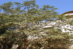 Trema orientalis